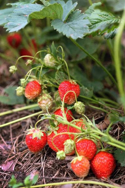 Morango Maduro Macro Arbusto Jardim Verão Dia Ensolarado — Fotografia de Stock