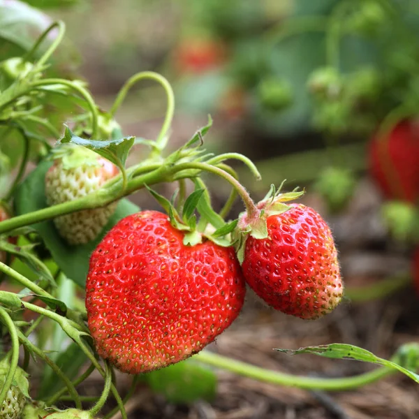 Morango Maduro Macro Arbusto Jardim Verão Dia Ensolarado — Fotografia de Stock