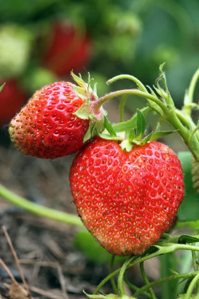 Morango Maduro Macro Arbusto Jardim Verão Dia Ensolarado — Fotografia de Stock