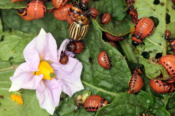 Close Colorado Potato Beetle Larvae Green Leaves Potatoes Garden Sunlight — Stock Photo, Image