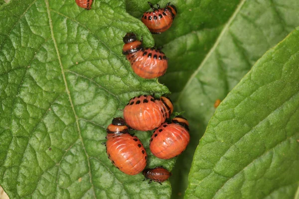 Close Colorado Potato Beetle Larvae Green Leaves Potatoes Garden Sunlight — Stock Photo, Image