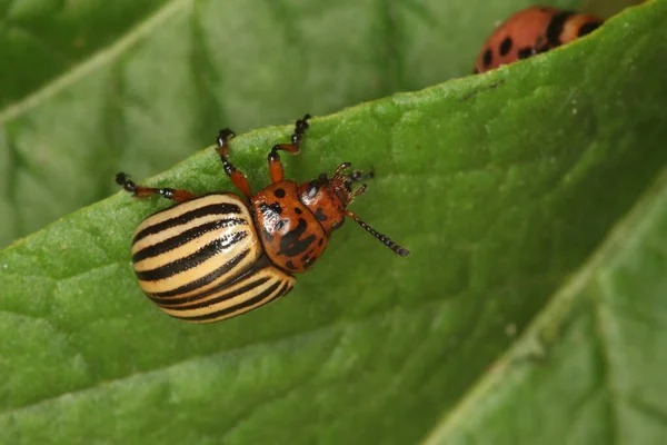 Macro One Colorado Beetle Green Leaf Potatoes Sunlight — Stock Photo, Image