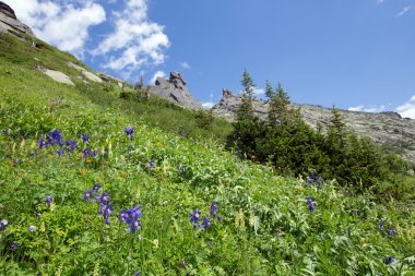 Aquilegia mavi çiçekler Batı Sayan Dağları