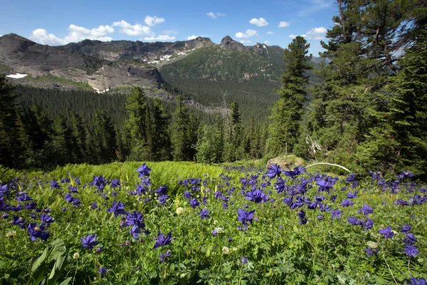 Flor de delphinium en las montañas — Foto de Stock