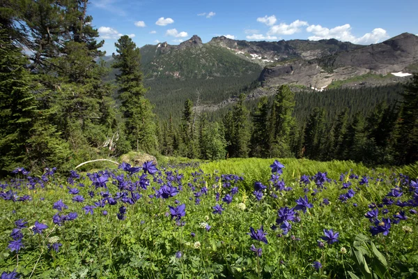 Flor de delphinium en las montañas — Foto de Stock