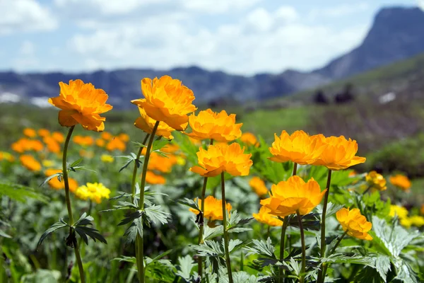 Orangefarbene Globenblume — Stockfoto