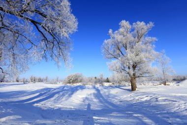 hoarfrost Oaks'da