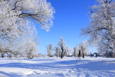 hoarfrost Oaks'da
