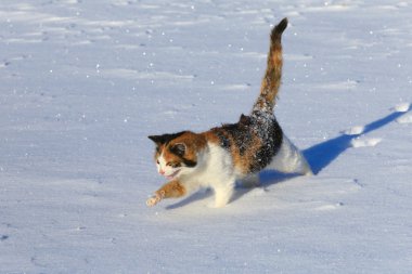Kardaki kedi.