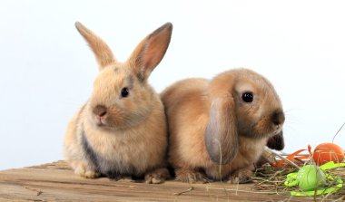 pair of rabbits