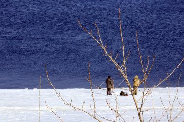 şişmiş tomurcukları erken Bahar dalları