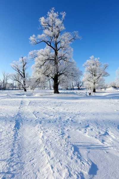 Oaks in hoarfrost — Stock Photo, Image