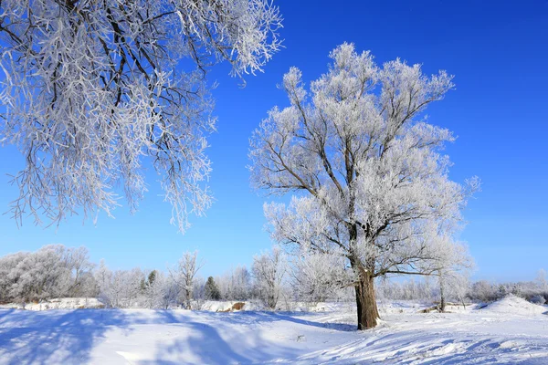 Chênes dans le givre — Photo