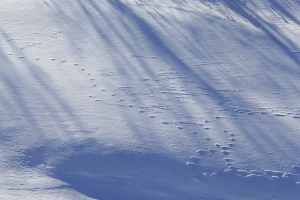 Schatten auf dem Schnee — Stockfoto