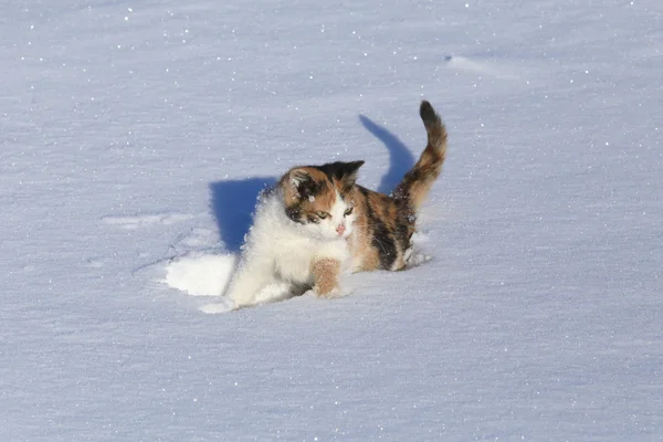 눈 속의 고양이 — 스톡 사진