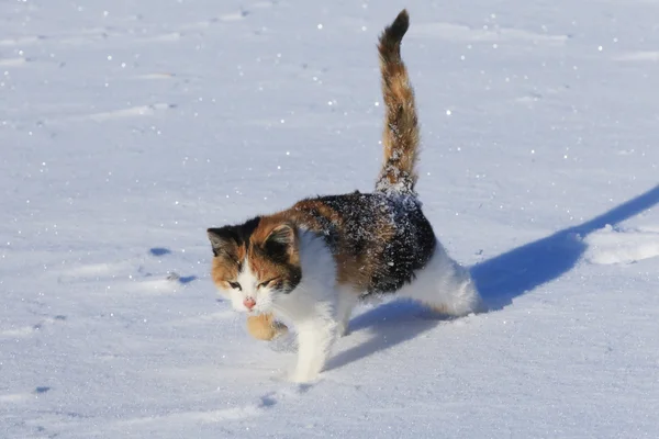 눈 속의 고양이 — 스톡 사진