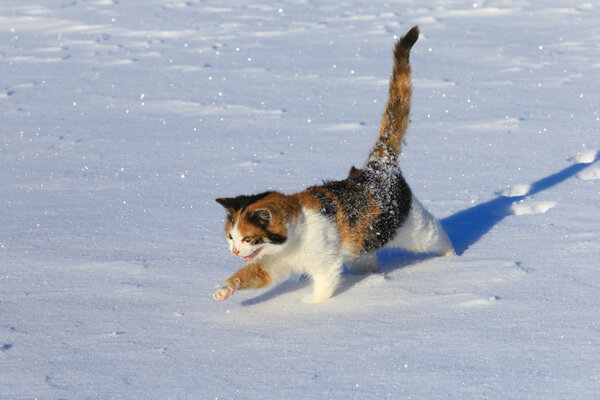 cat in the snow