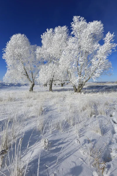 Trees in hoarfrost — Stock Photo, Image
