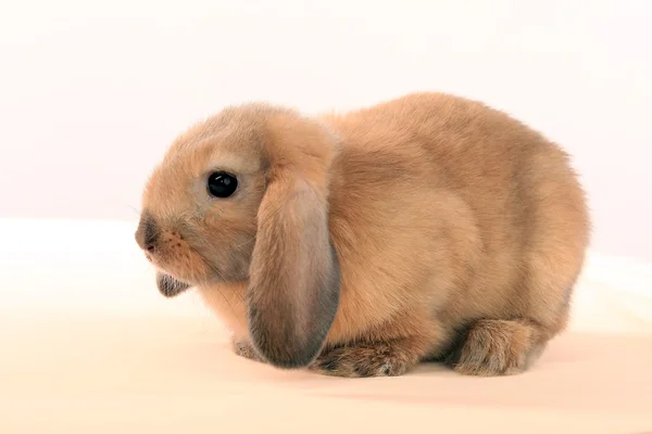 Entzückendes Kaninchen — Stockfoto