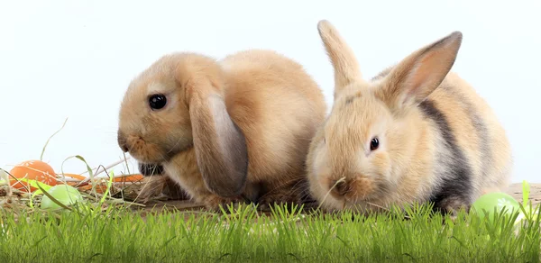 Pair of rabbits — Stock Photo, Image