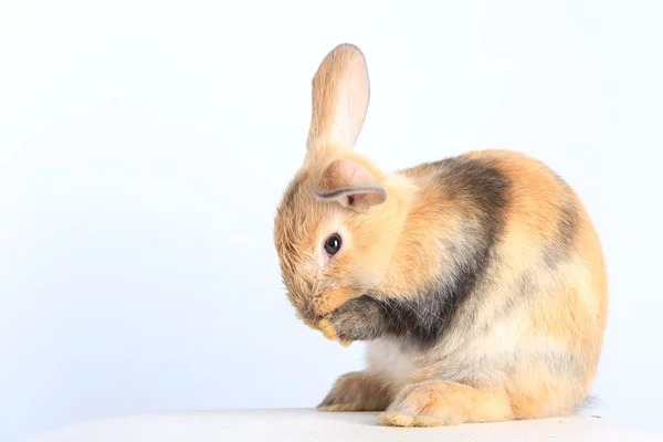 Bunny tavşan — Stok fotoğraf