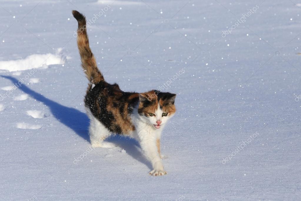 Gatto Nella Neve Foto Stock Salman2 70282533