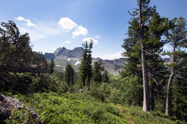 dağlarda iğne yapraklı ormanlar