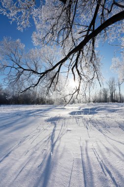 hoarfrost Oaks'da