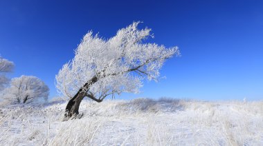 ağaçlarda hoarfrost
