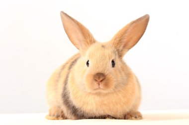 Paskalya tavşanı Close-Up