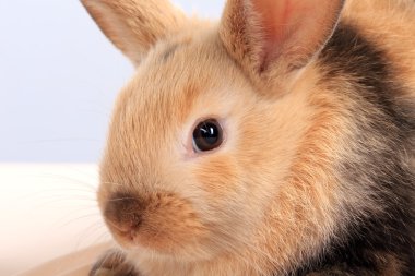 Bunny tavşan