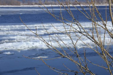 şişmiş tomurcukları erken Bahar dalları