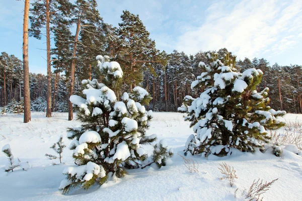 Zimní borový les — Stock fotografie