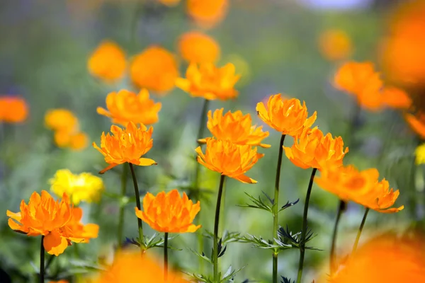 Orange globe-flower — Stock Photo, Image