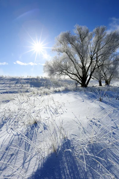 Дерева в іній — стокове фото