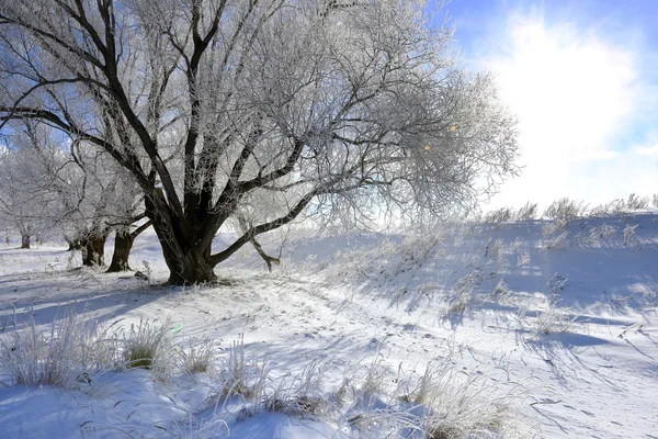 Árvores em hoarfrost — Fotografia de Stock