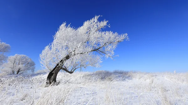 Árvores em hoarfrost — Fotografia de Stock