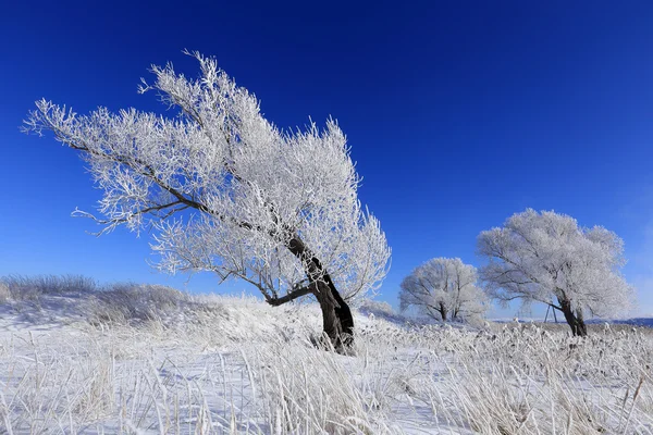 Árvores em hoarfrost — Fotografia de Stock