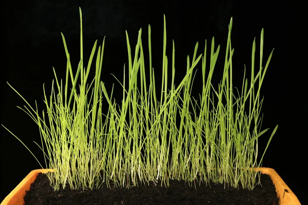 Młoda trawa zielony — Zdjęcie stockowe