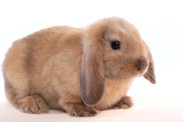 Primer plano del conejo de Pascua — Foto de Stock