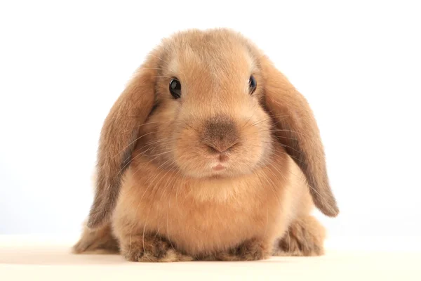 Bunny tavşan