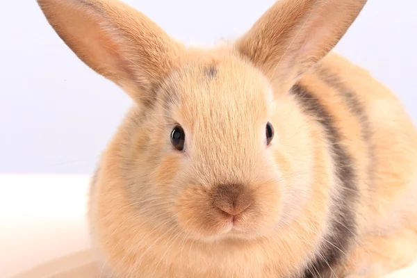 Primer plano del conejo de Pascua —  Fotos de Stock