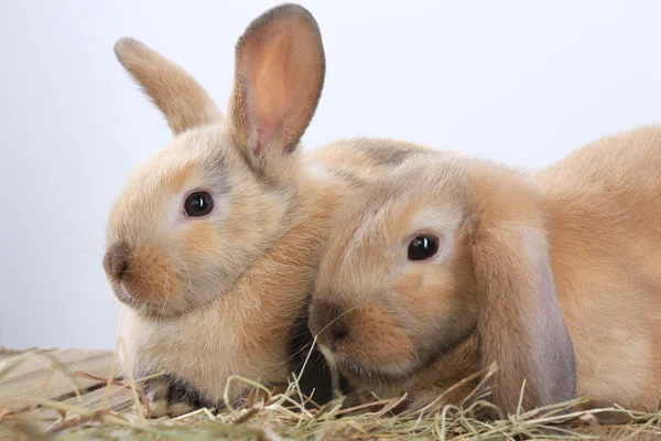 pair of rabbits