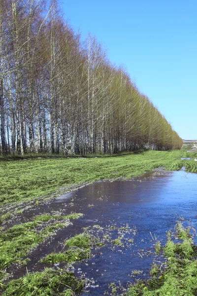 Jeunes bouleaux dans un champ au printemps — Photo