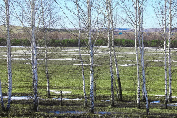 Bétulas jovens em um campo na primavera — Fotografia de Stock