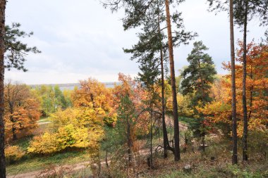 karışık orman sonbahar