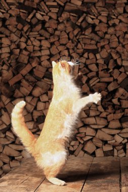 Kırmızı kedi