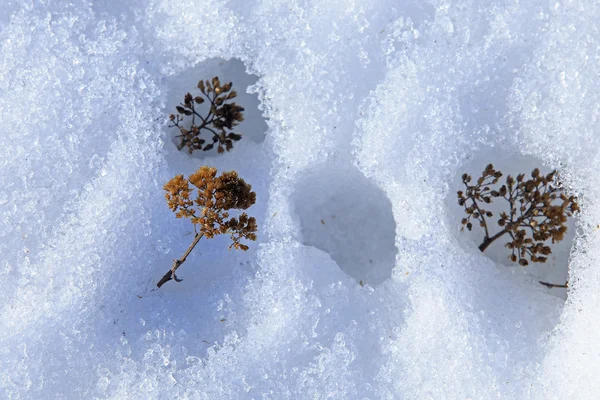 Textura ledu a sněhu — Stock fotografie