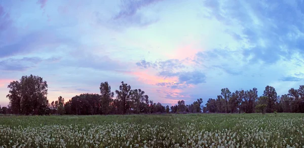 Pôr do sol sobre um prado florido — Fotografia de Stock