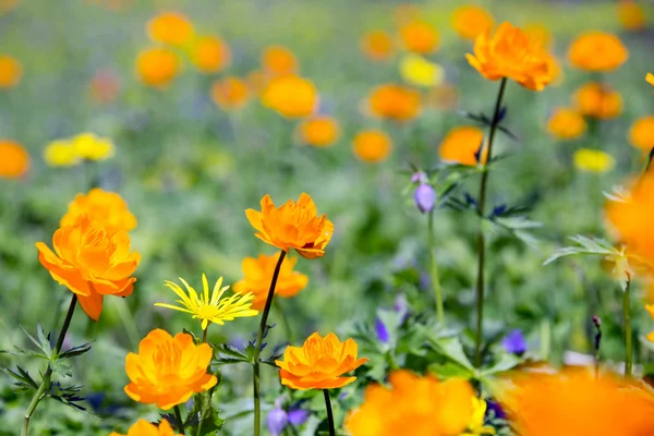 Orange globe-flower — Stock Photo, Image